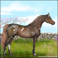Horse Color:White Spotted Liver Chestnut 