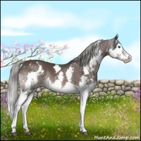 Horse Color:White Spotted Liver Chestnut Sabino Splash