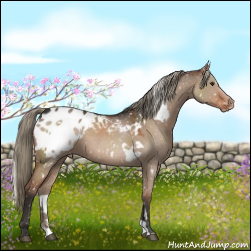Horse Color:White Spotted Liver Red Dun Appaloosa 