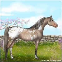 Horse Color:White Spotted Liver Red Dun Appaloosa