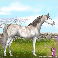 Horse Color:White Spotted Liver Red Dun Sabino Splash Appaloosa  and White Spotted Liver Chestnut Pearl Sabino Splash 