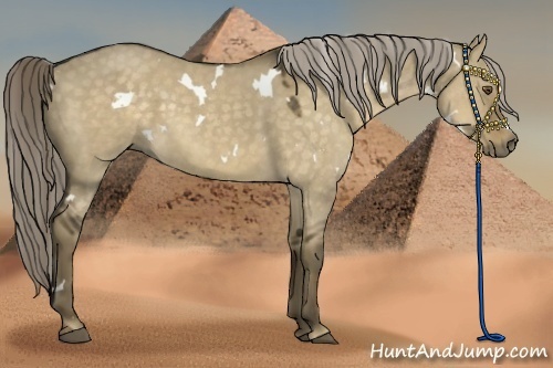 Horse Color:White Spotted Chocolate Palomino Dun 