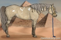 Horse Color:White Spotted Chocolate Palomino Dun 