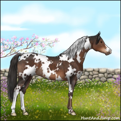 Horse Color:White Spotted Liver Chestnut
