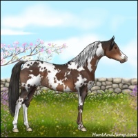Horse Color:White Spotted Liver Chestnut 