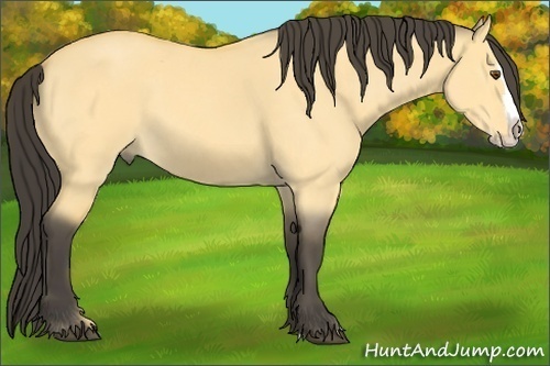 Horse Color:Buckskin Roan Dun Splash
