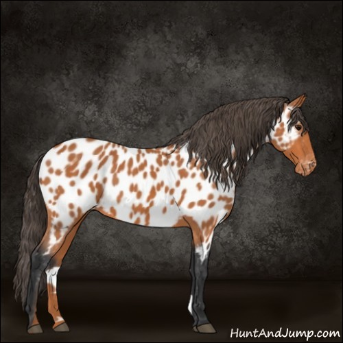 Horse Color:Bay Appaloosa 