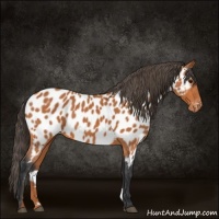 Horse Color:Bay Appaloosa 