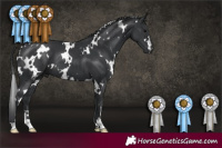 Horse Color:White Spotted Black 