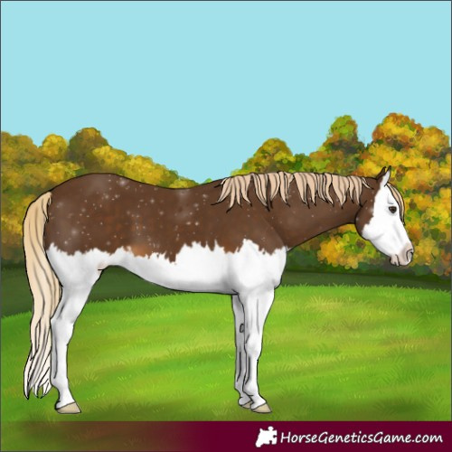 Horse Color:Chocolate Palomino Splash 