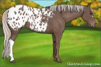 Horse Color:Silver Black Appaloosa