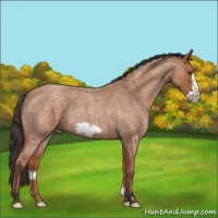 Horse Color:Bay Roan Frame 