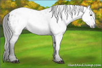Horse Color:Gray Grullo Appaloosa 