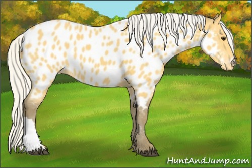 Horse Color:Silver Buckskin Near Leopard