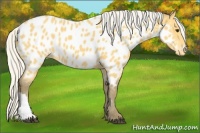 Horse Color:Silver Buckskin Near Leopard 