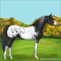 Horse Color:Black Tobiano Frame Appaloosa 