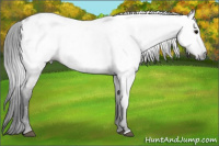 Horse Color:Gray Grullo Appaloosa 