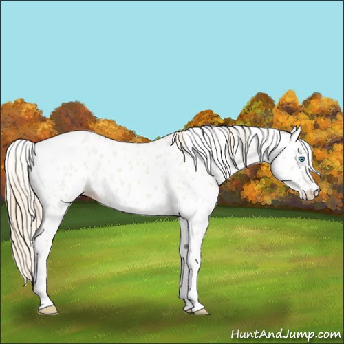 Horse Color:Smoky Creme Dun Tobiano Appaloosa 