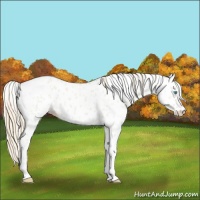 Horse Color:Smoky Creme Dun Tobiano Appaloosa 