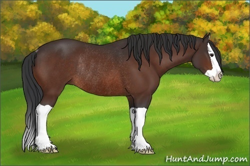 Horse Color:Brown Splash Rabicano 