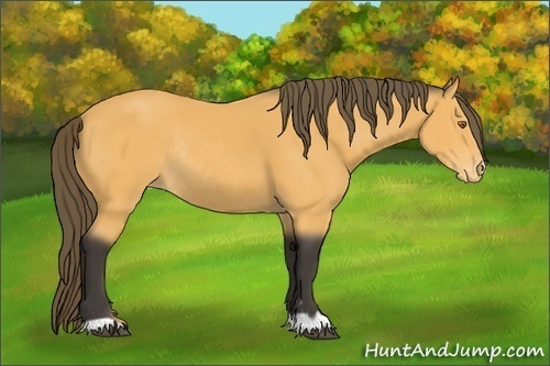 Horse Color:Buckskin Appaloosa Rabicano 