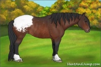 Horse Color:Bay Appaloosa Rabicano 