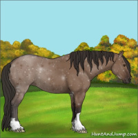 Horse Color:Liver Red Dun