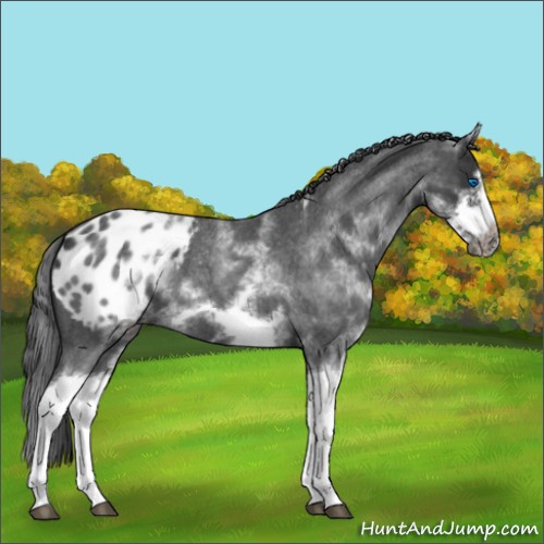 Horse Color:White Spotted Blue Roan Splash Frame Appaloosa 