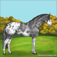 Horse Color:White Spotted Blue Roan Splash Frame Appaloosa 