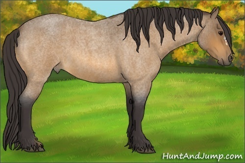 Horse Color:Buckskin Roan 