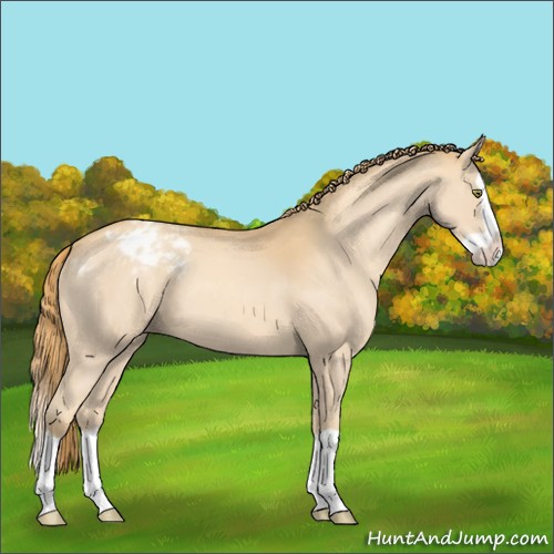 Horse Color:Gold Champagne Splash Appaloosa 
