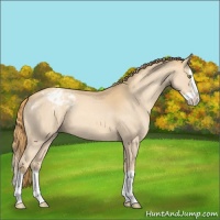 Horse Color:Gold Champagne Splash Varnish 