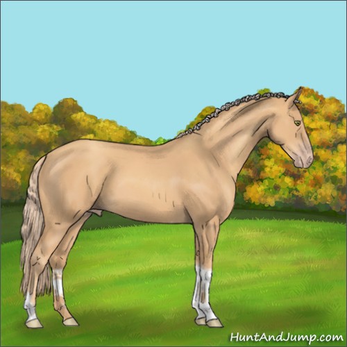 Horse Color:Gold Champagne Tobiano 