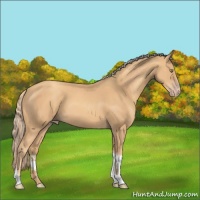 Horse Color:Gold Champagne Tobiano 