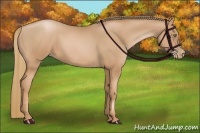 Horse Color:Chestnut Pearl