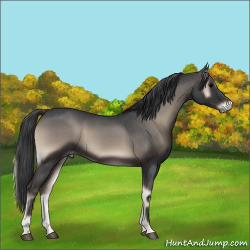 Horse Color:Blue Onyx Roan Rabicano 