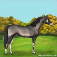 Horse Color:Blue Onyx Roan Rabicano 