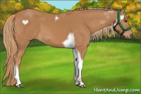Horse Color:Chestnut Tobiano 