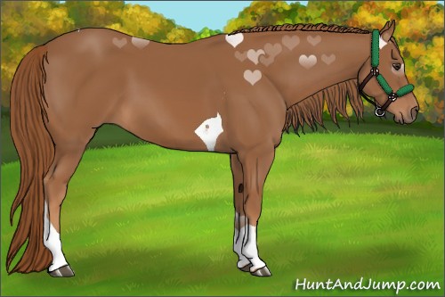Horse Color:Chestnut Tobiano 