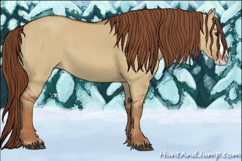 Horse Color:Red Dun Splash 