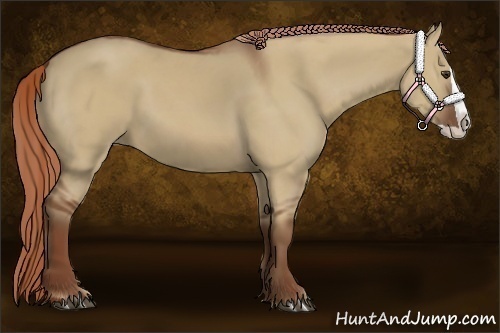 Horse Color:Red Dun Splash 