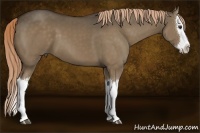 Horse Color:Liver Red Dun Splash