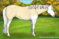 Horse Color:Silver Amber Cream Champagne Dun Splash