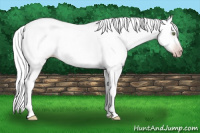 Horse Color:Gray Silver Amber Champagne Dun Splash Frame 