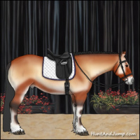 Horse Color:Bay Onyx