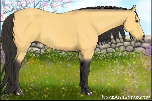 Horse Color:Buckskin 