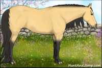 Horse Color:Buckskin 