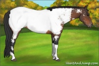 Horse Color:Bay Tobiano Near Fewspot