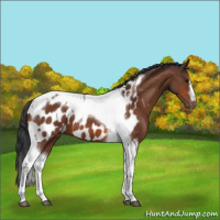 Horse Color:Bay Tobiano Near Leopard