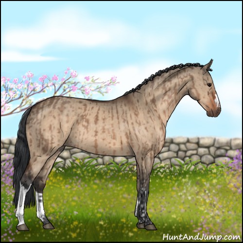 Horse Color:Bay Dun  and Bay Dun 